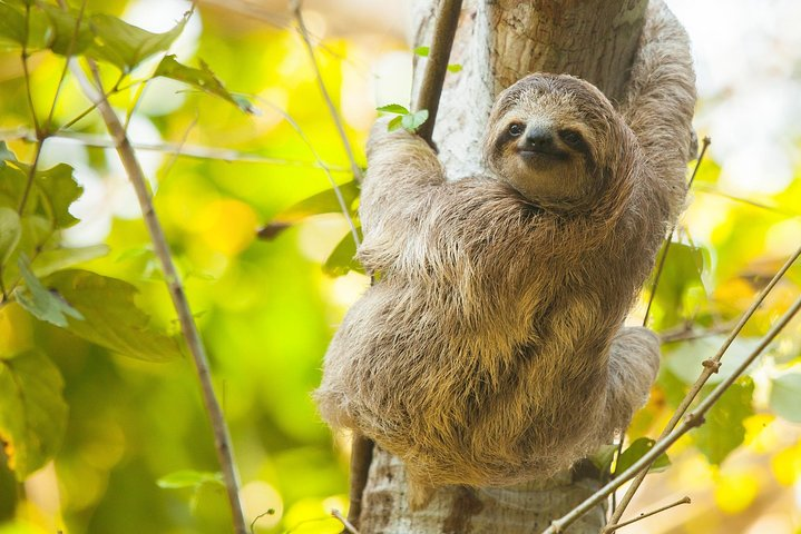 Sloths, Frogs, Monkeys!! with Waterfall Hike and Corobici River Safari Float - Photo 1 of 6